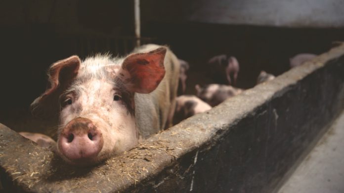 How to Start a Pig Farming Business in Ghana